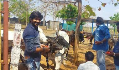 மதுரை அழகர்மலை வாழ் வானரங்களுக்கு உணவளித்த அபிசரவணன்!