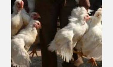 கேரளா பறவைக்காய்ச்சல் எதிரொலி: கறிக்கோழி விலை ரூ.14 குறைவு; 1 கோடி முட்டை தேக்கம்