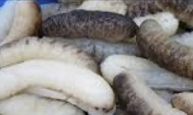 ராமநாதபுரம் மண்டபத்திலிருந்து இலங்கைக்கு கடத்திய 2,500 கிலோ கடல் அட்டைகள்