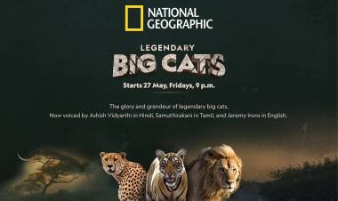 With Legendary Big Cats, I got an opportunity to bring a little bit of my own personality to an all-new series on Nat Geo Wild; says Indian actor and director Samuthirakani 