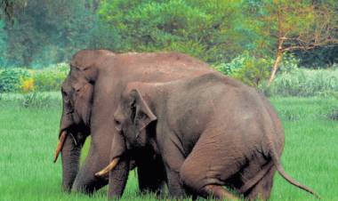 ஓசூர் அருகே சானமாவு வனப்பகுதியில் 40 காட்டு யானைகள் முகாம்:கிராம மக்கள் பாதுகாப்பாக இருக்குமாறு வனத்துறை அறிவுறுத்தல்