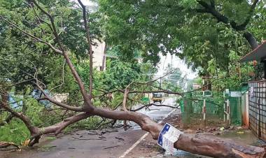 டெல்டா மாவட்டங்களில் கனமழையால் இயல்பு வாழ்க்கை பாதிப்பு: சாலைகளில் மரங்கள், மின் கம்பங்கள் சாய்ந்ததால் மக்கள் அவதி