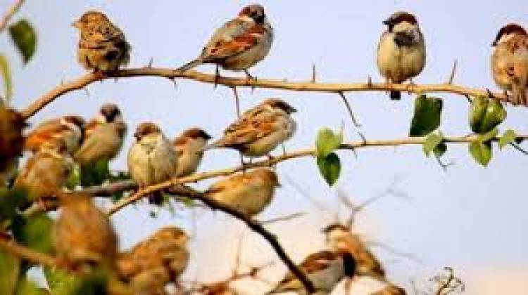Every year March 20 is observed as World Sparrow Day to raise awareness about the bird
