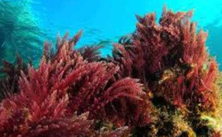Marine red algae may hold key to preventing spread of COVID-19: Reliance researchers
