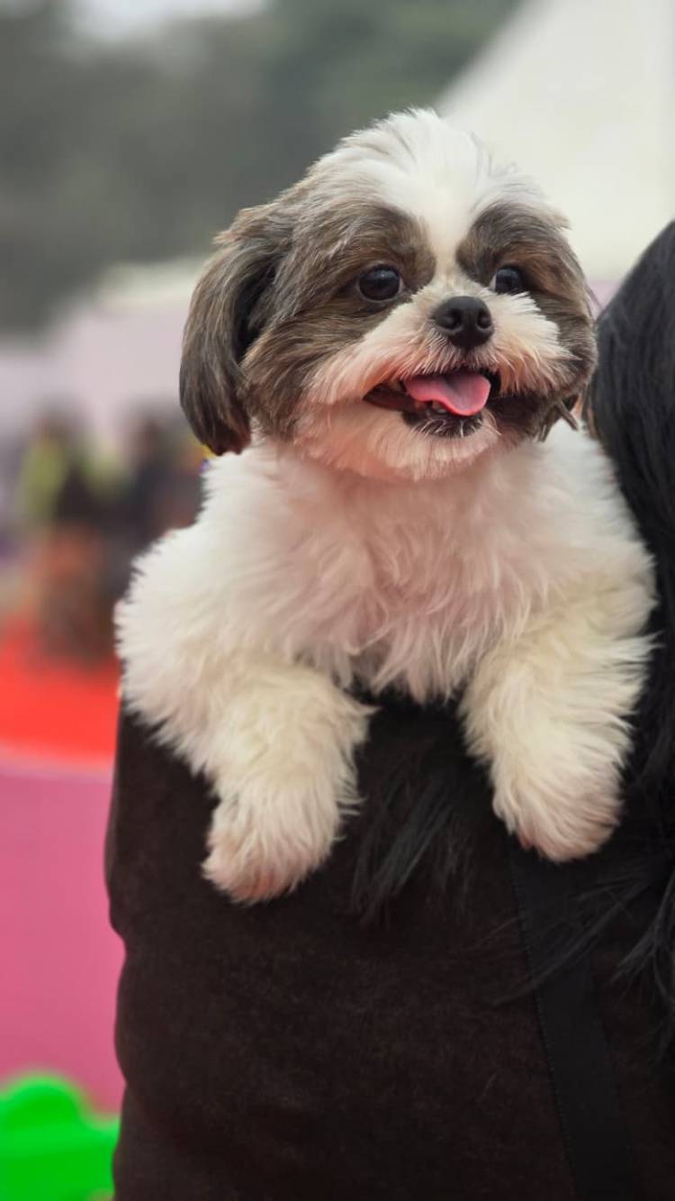 Bengaluru, Get Set for Pet Fed’s 11th Edition of Paws, Play & Love