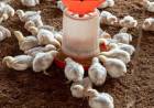 Will chicken be available this Sunday? Traders announce statewide sales halt over feed rule violations