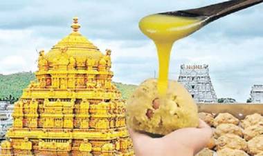 TTD Ghee Adulteration Report Criticizes Temple Administration