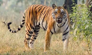 இன்று (ஜூலை 29) சர்வதேச புலிகள் தினம்!