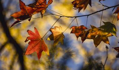 Autumn Colours of Japan: Immersive Photography Tour Through Japan
