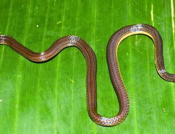 Meghalaya Yields New Burrowing Reed Snake
