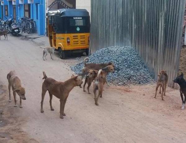 Chennai City Council Fines for Abandoned Pet Dogs