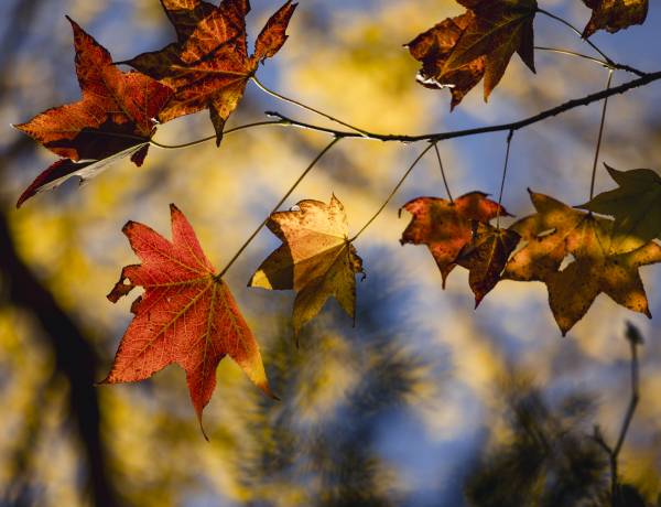 Autumn Colours of Japan: Immersive Photography Tour Through Japan