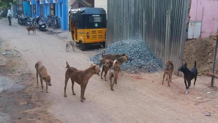 Chennai City Council Fines for Abandoned Pet Dogs
