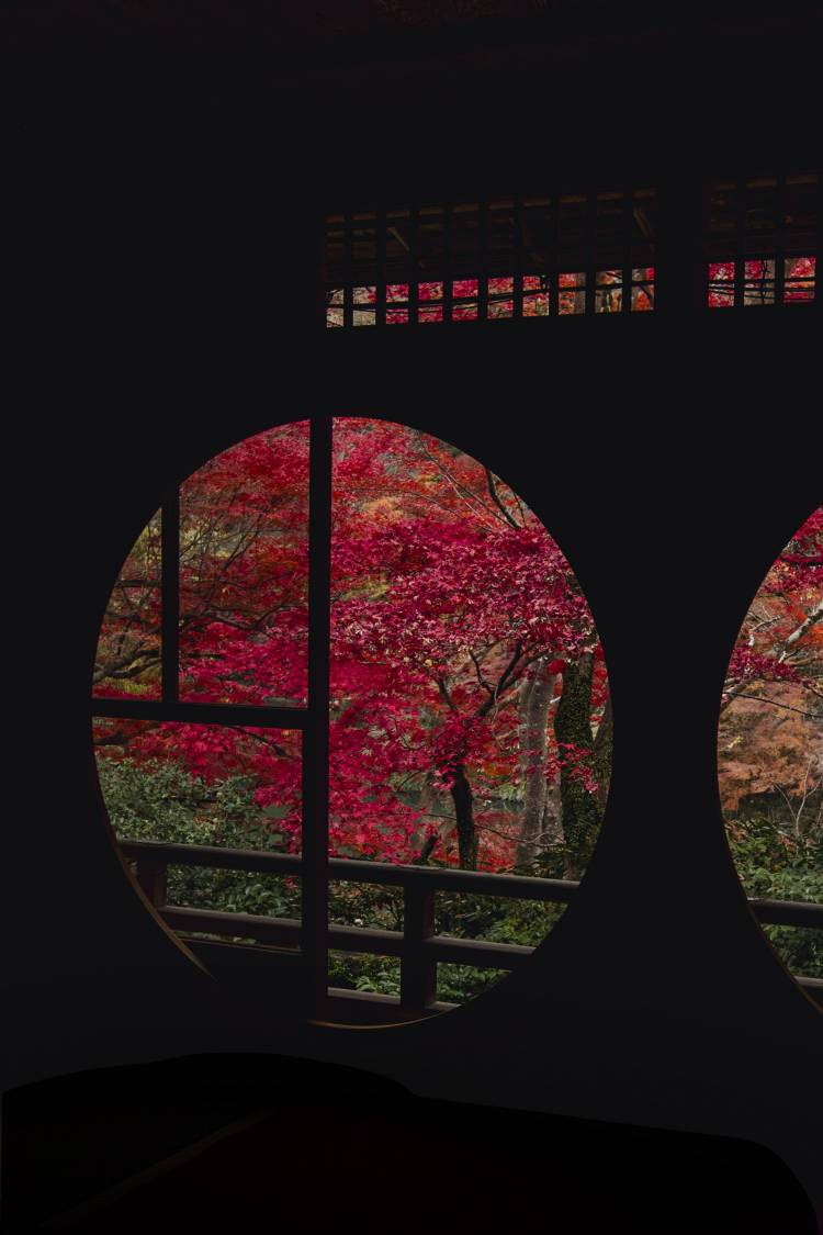 Autumn Colours of Japan: Immersive Photography Tour Through Japan