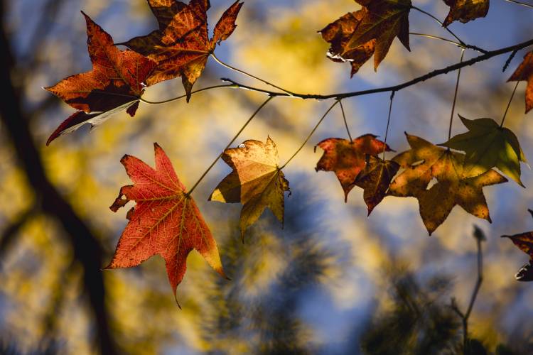 Autumn Colours of Japan: Immersive Photography Tour Through Japan